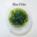 Mini Pelia - Aquatic Moss