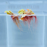 Red Root Floaters (Floating Plant)